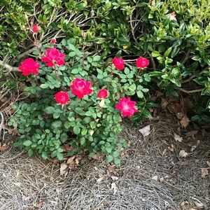 Meet your Posher, Cyndi